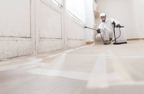 Black mold remediation team in Bellmore